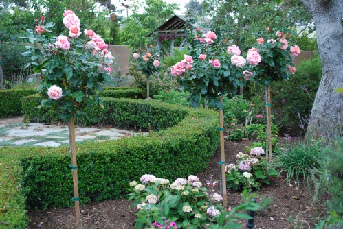 Tournament of Roses, Grandiflora Tree Roses