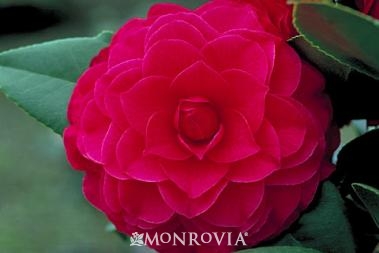 Nuccio's Bella Rossa Camellia, Photo Courtesy of Monrovia