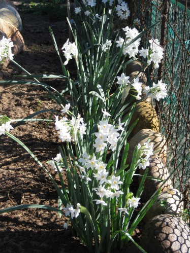 Blooming Paperwhites Dancing In The Sunlight