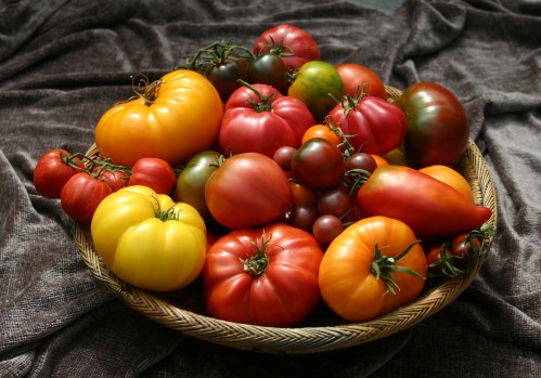 Tomato Beauties, Courtesy of TomatoFest