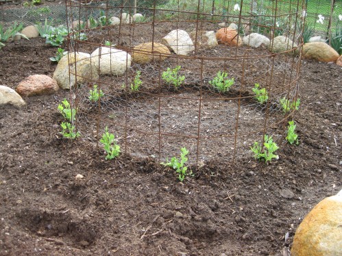 Garden Circle of Sweet Peas