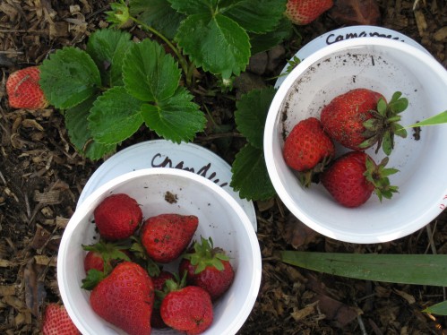Home-Grown Strawberry Comparison