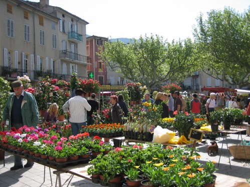Market Day Flowers in Provence