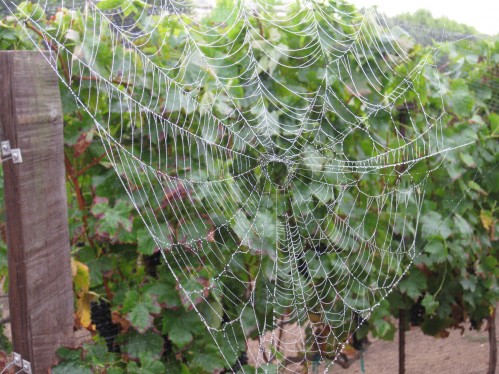 Spider Web Framed by the Vineyard
