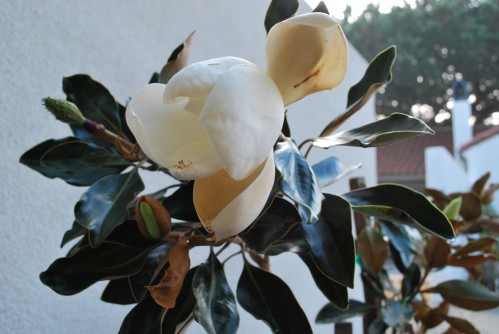 Magnolia Blossom Inspires