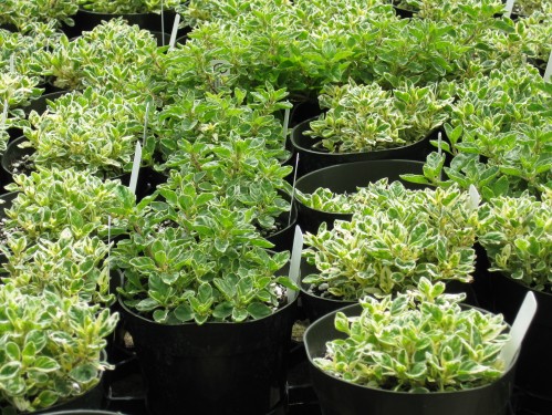 Rows and Rows of Healthy Herbs