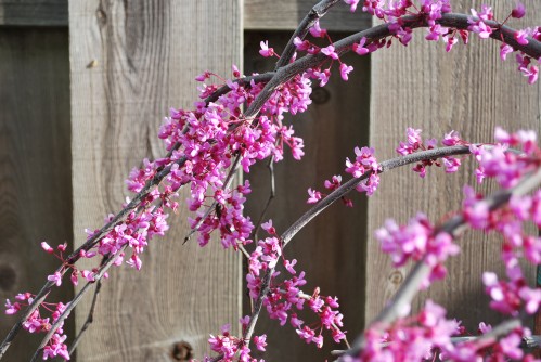 Lavender Twist Redbud Tree in Spring Time