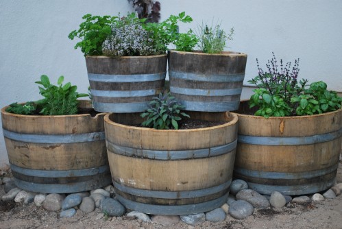 Herb Garden a la Wine Barrels