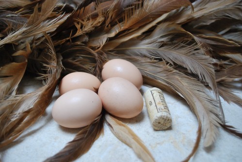 Pullet Eggs Are Tiny