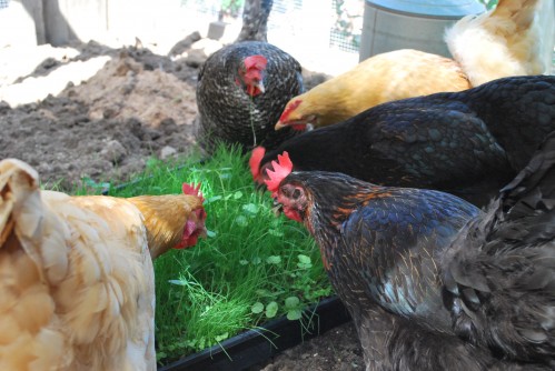 My happy hens love this forage blend, and your chickens will too