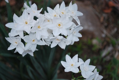 Narcissus Winter Beauty