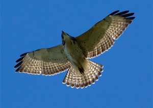 broad-winged-hawk-flying