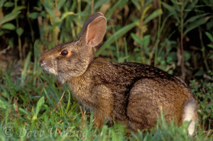 673398041 Swamp Rabbit Sylvilagus aquaticus WILD Juvenile Sitting in Grasses Sabine National Wildlife Refuge, Louisiana