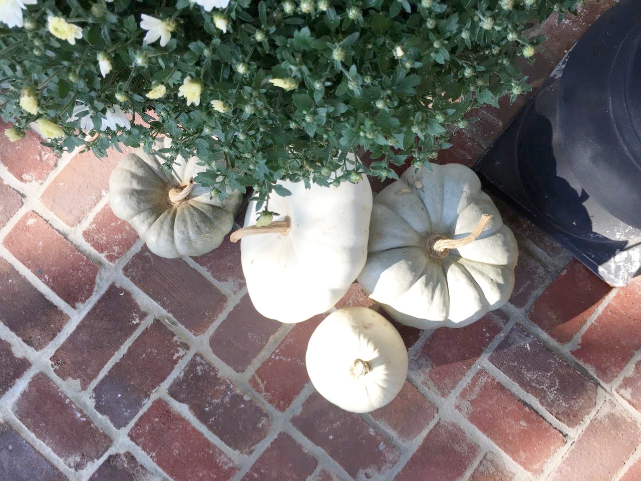  White and Gray pumpkins from above 