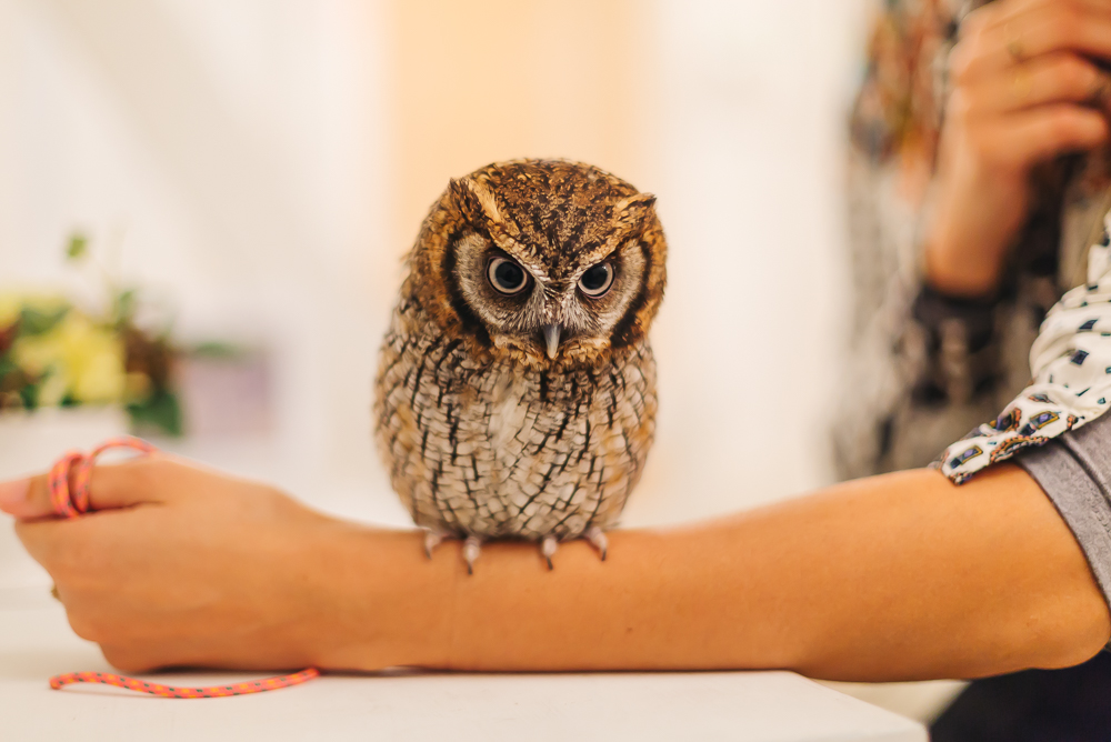 What Owl Cafes Are Really Like in Japan