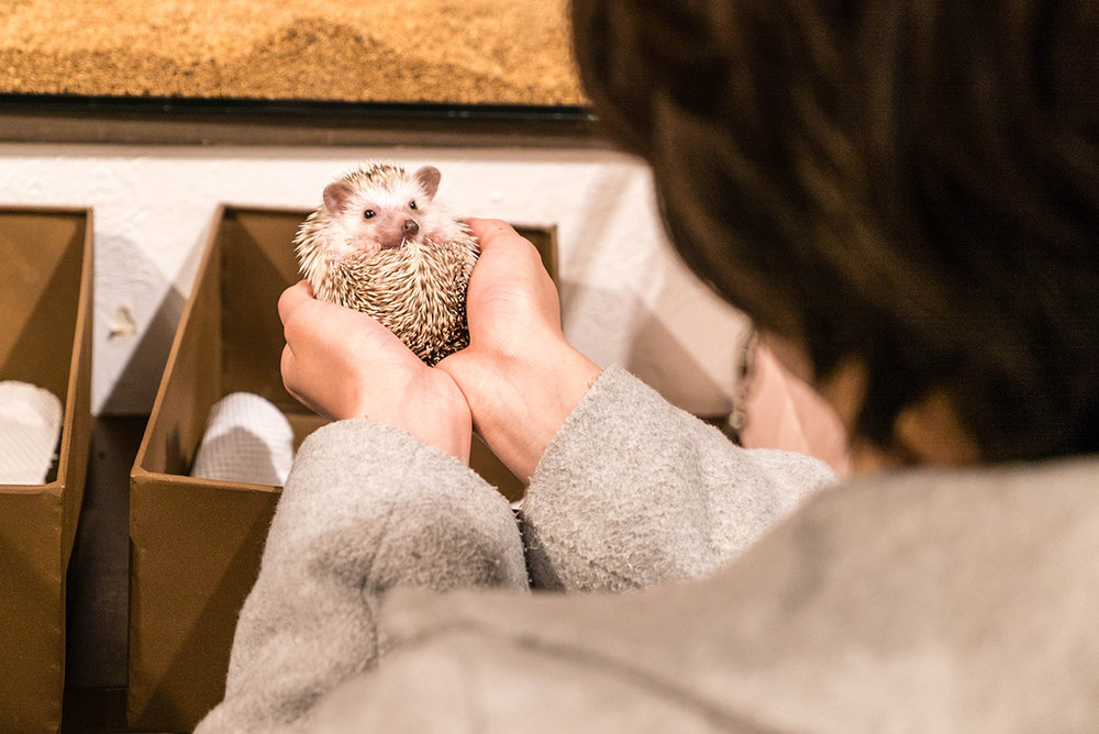 Our Bizarre Hedgehog Cafe Experience in Tokyo
