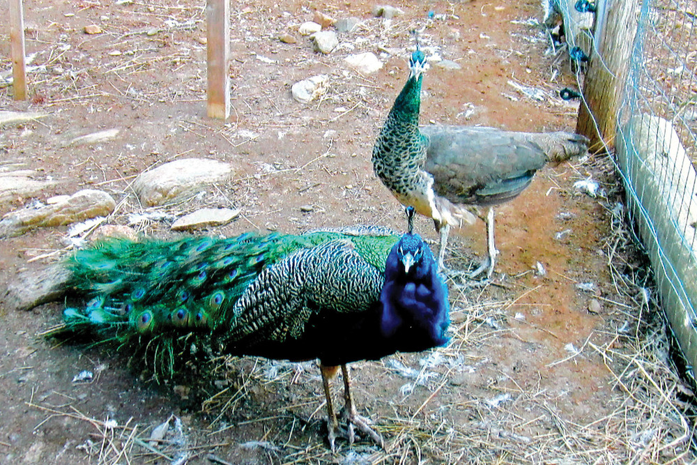 Not all the animals on the farm are for food, and the peacocks have pride of place as they strut around.