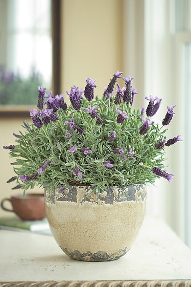 lavender-spring