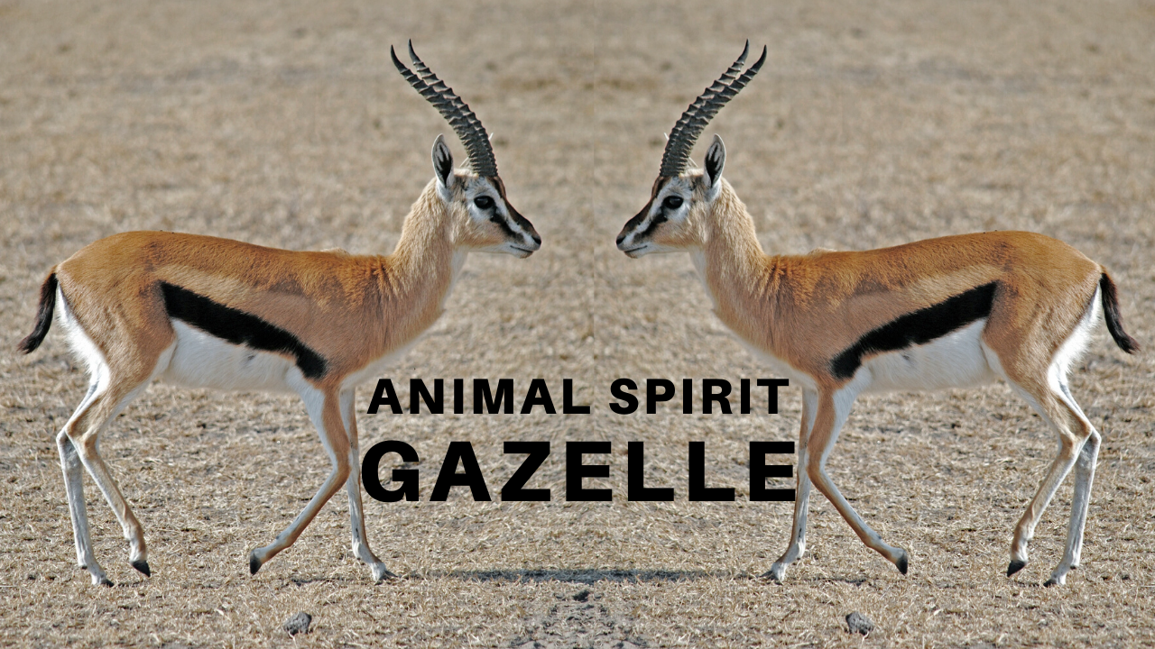 Spirit Animal - Gazelle — Larimar Kriative