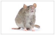Rat & Rodent Exterminator Southern California