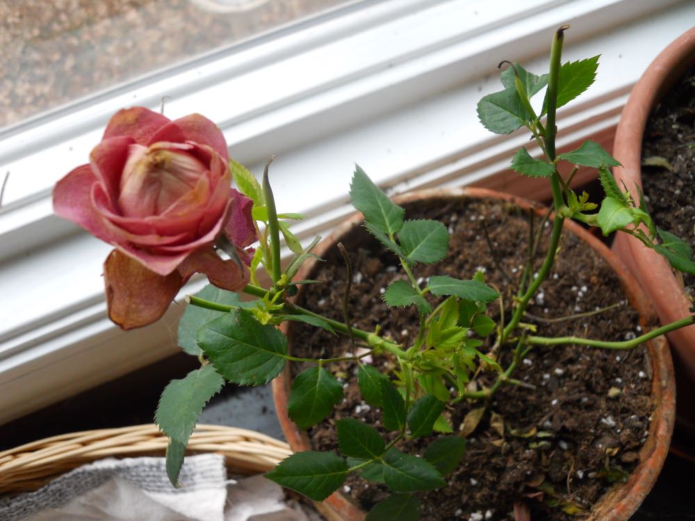 13 Tips To Grow Miniature Roses Inside Gardening Charlotte,Evaporated Milk