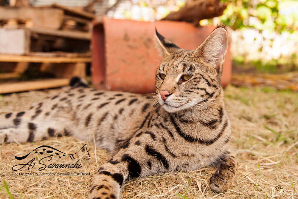 large savannah cat for sale