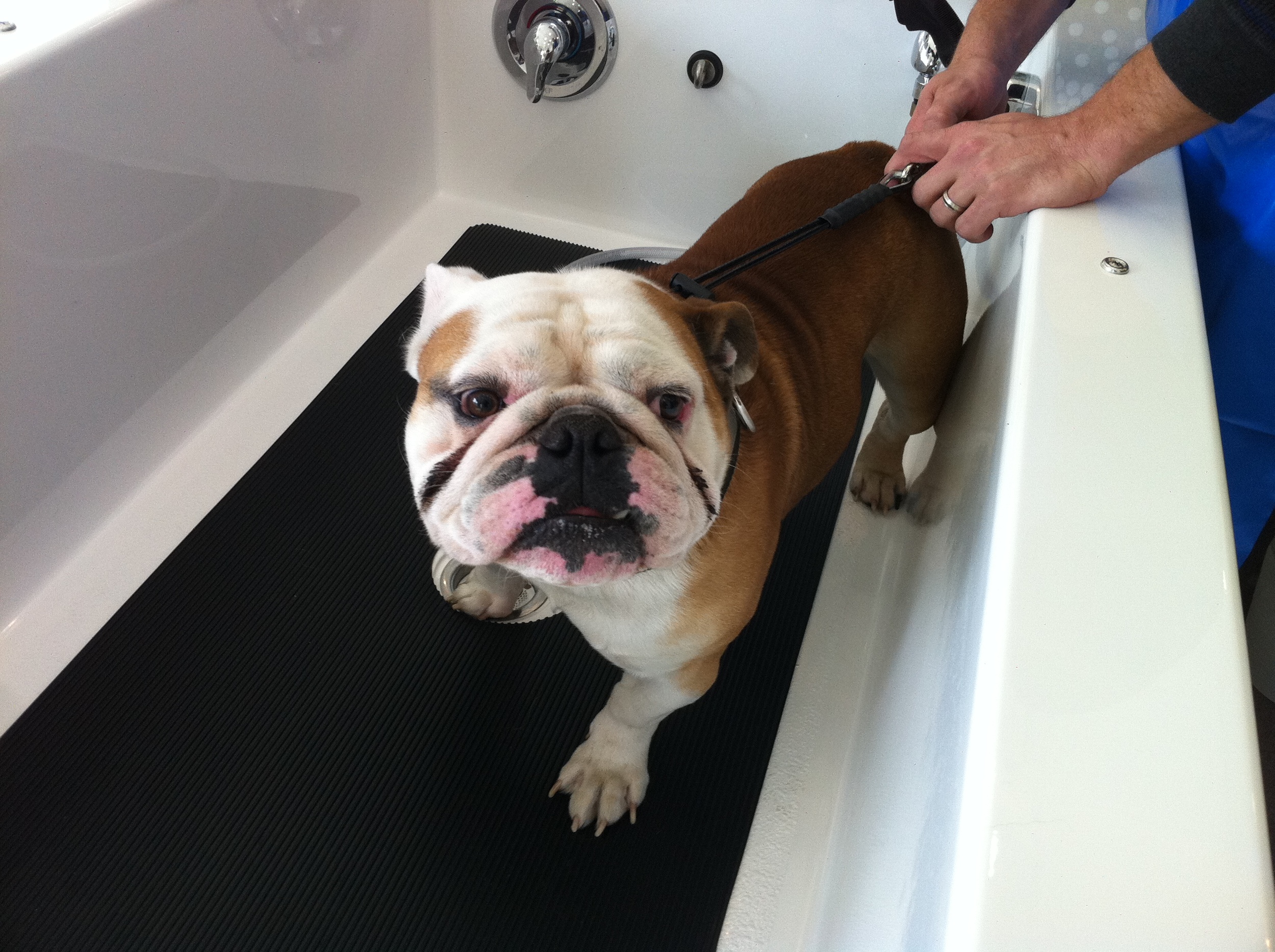 Tazer the bulldog at the self service dog wash in minneapolis,mn