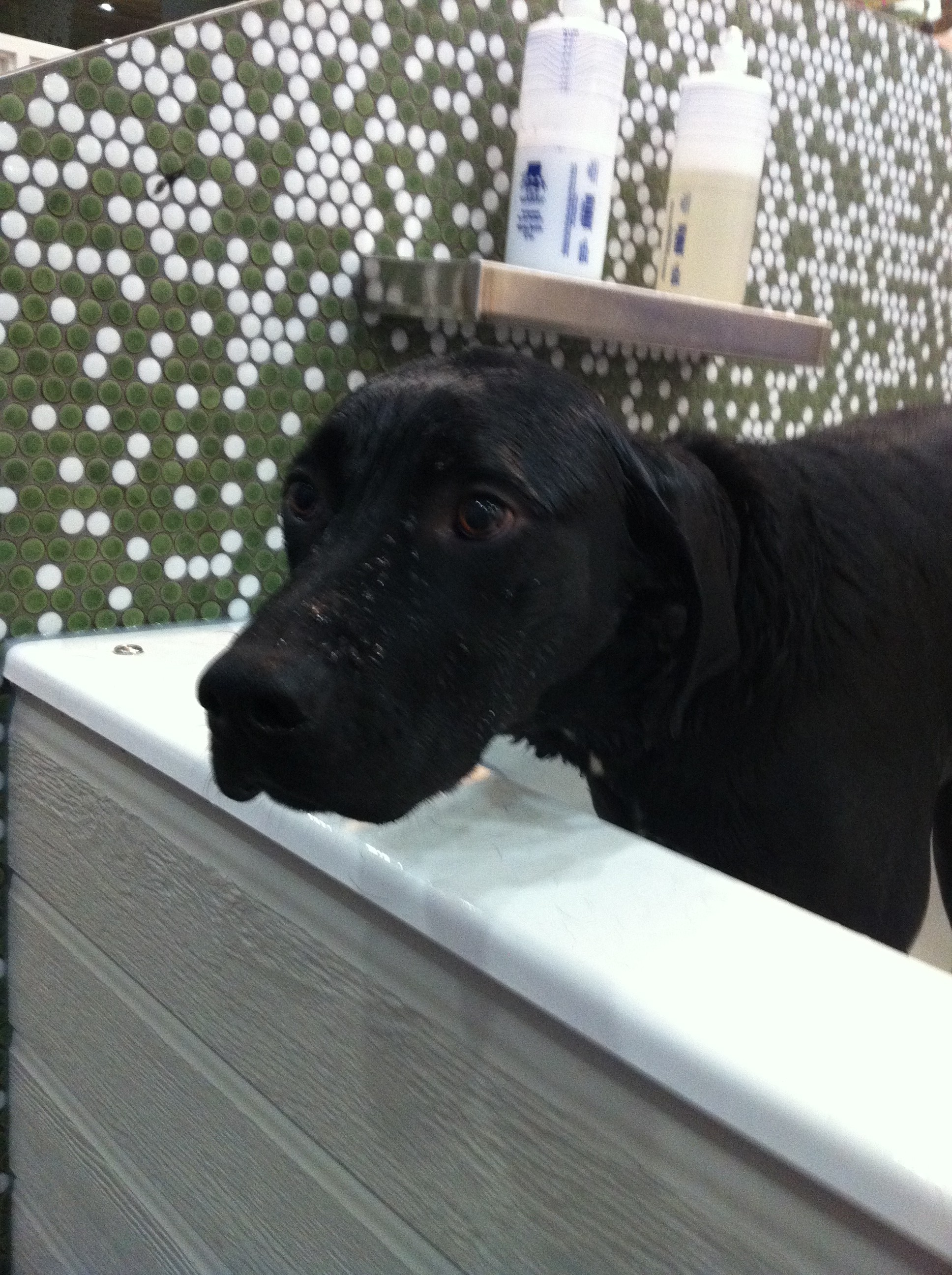 Missy the black lab at the dog wash