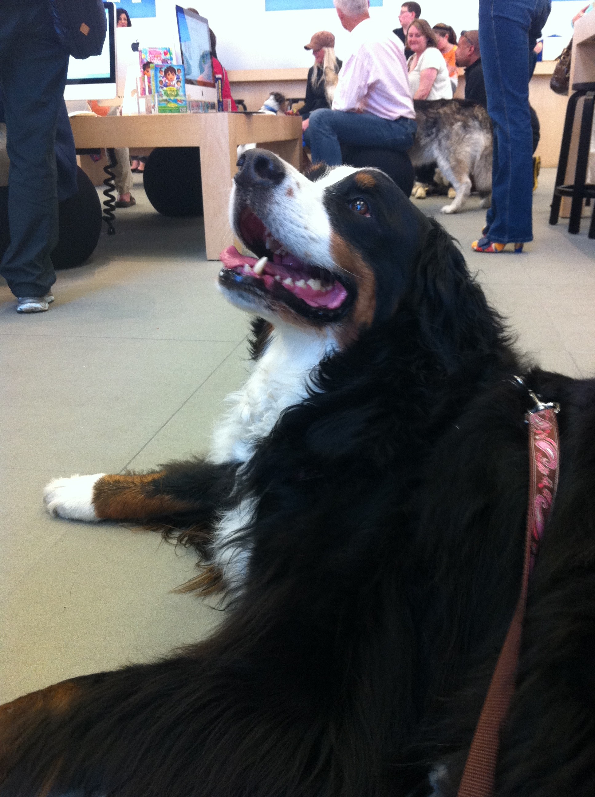 Roxy at the Apple Store in Uptown, Minneapolis,mn