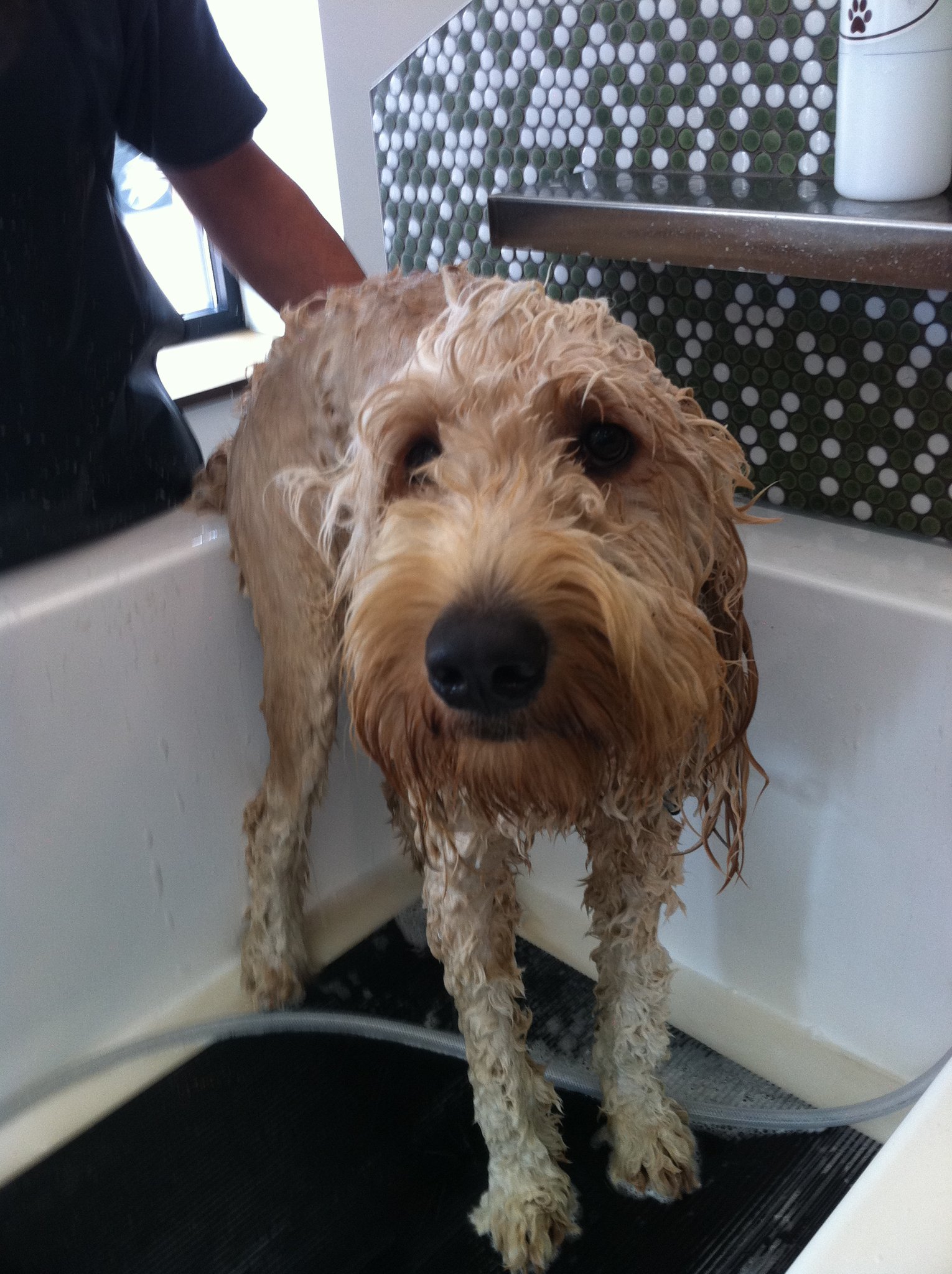 Lulu the doodle at the dog groomer