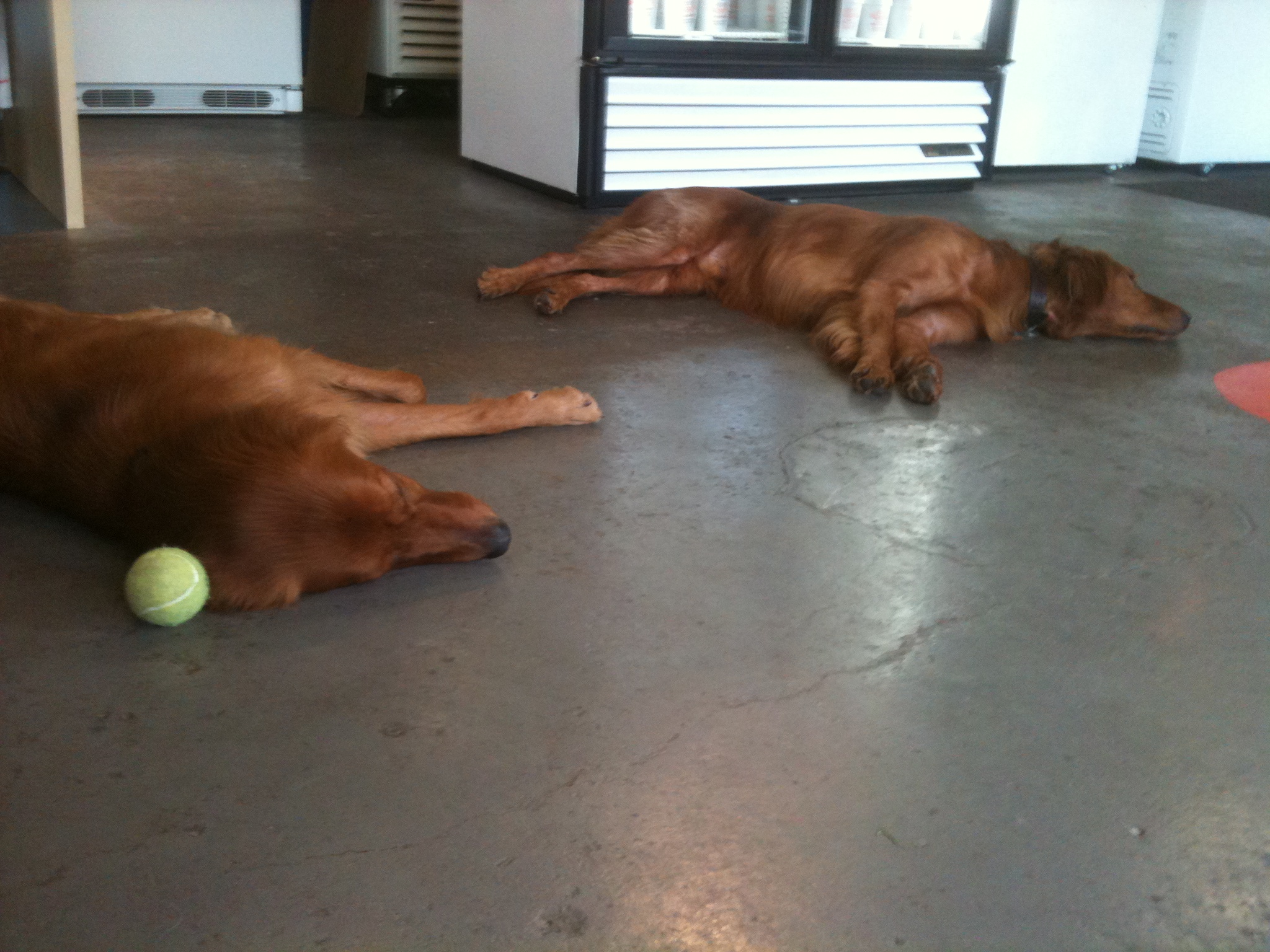 The dogs of Woody's take a nap after a short game of fetch!