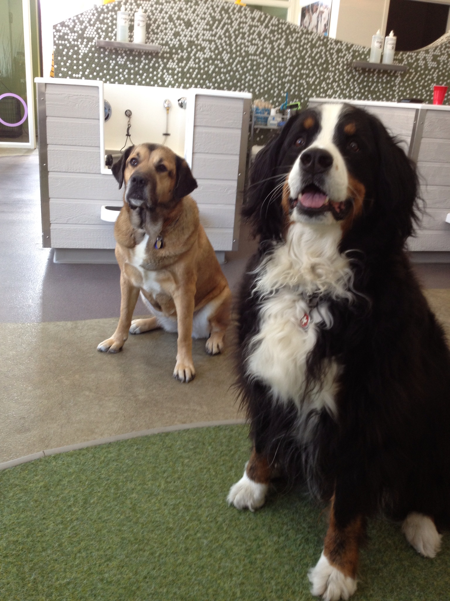 Roxy and Bindi at Bubbly Paws Dog Wash in Minneapolis,mn
