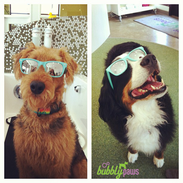 hipster dogs at bubbly paws dog wash in minneapolis, mn
