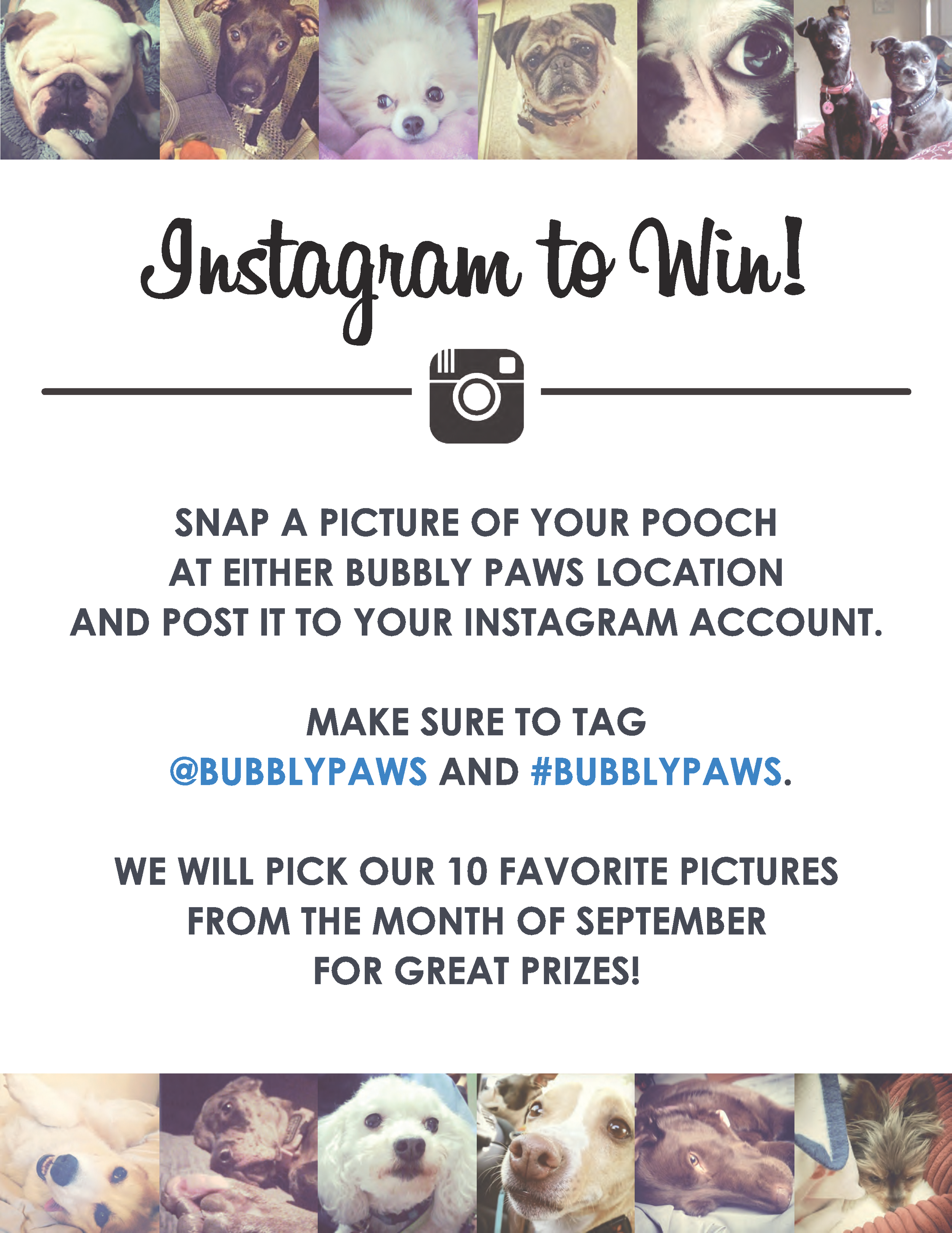 Bubbly Paws Dog Wash on Instagram