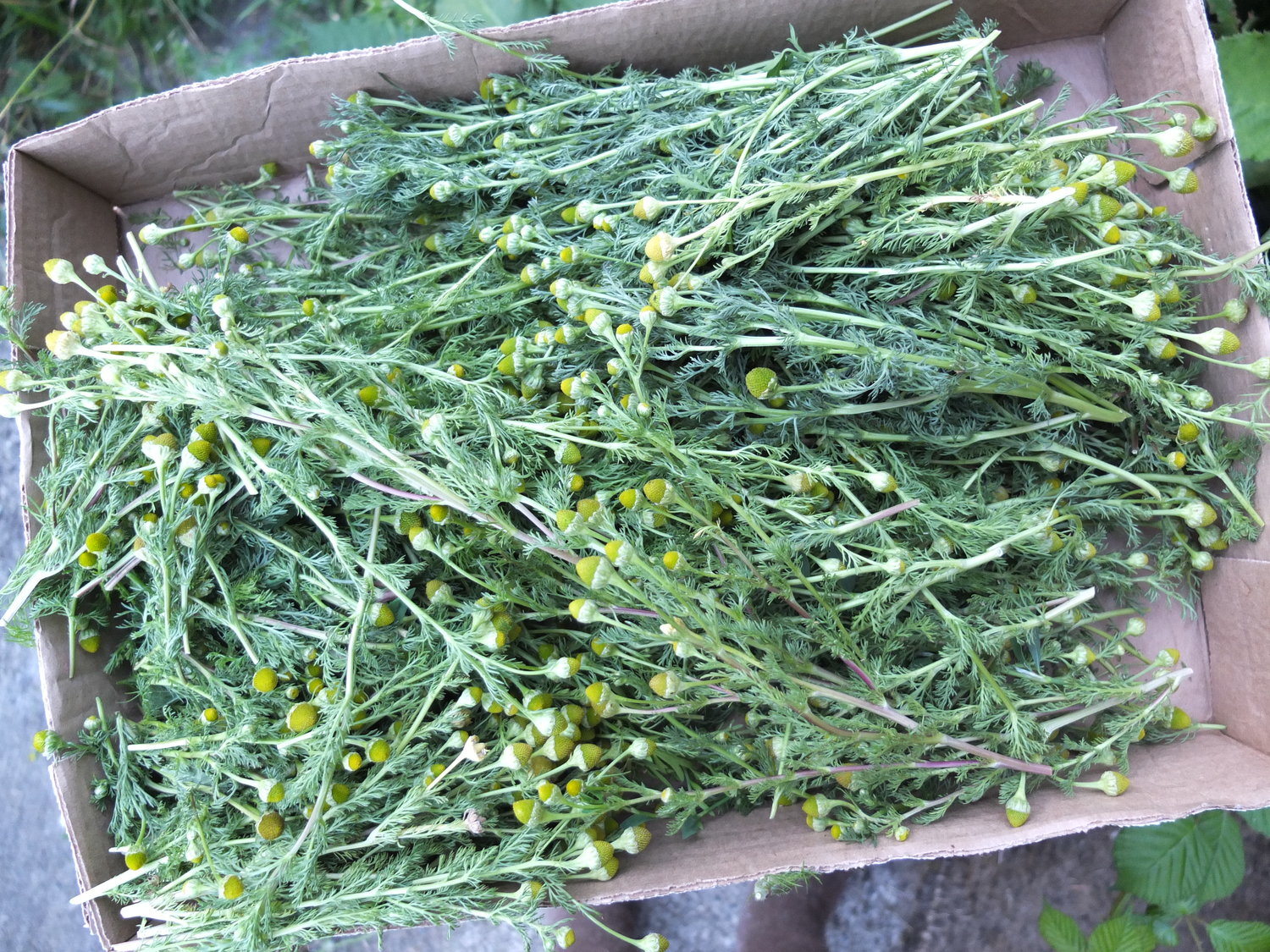 5 Simple Techniques For How To Sow Chamomile Seeds