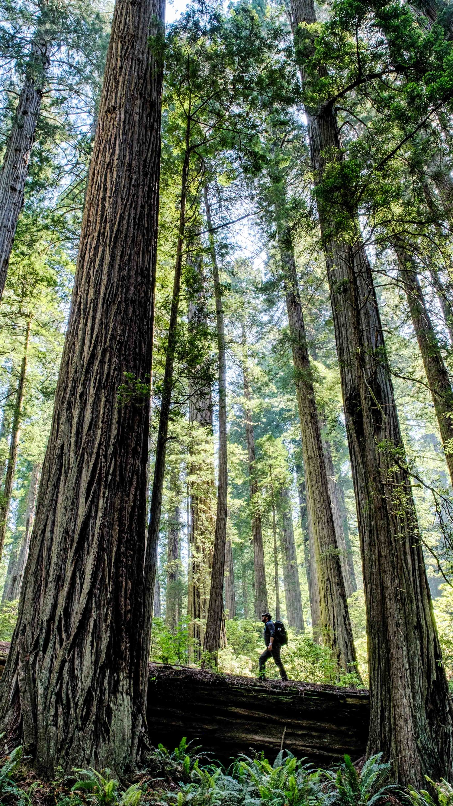 Redwood National Park Mobile Phone Wallpaper — The Greatest American Road  Trip