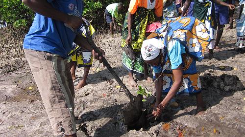 Community members planting mangrove seedlings