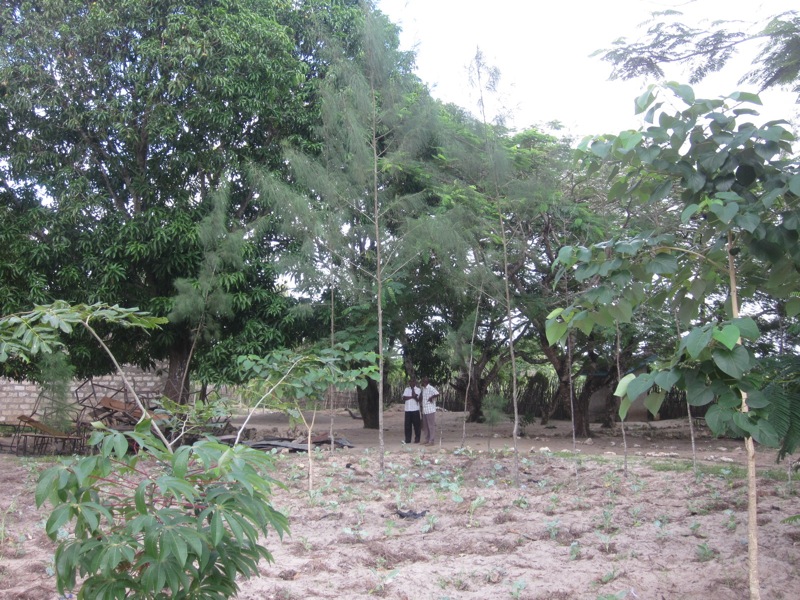 Mijomboni - teacher's field