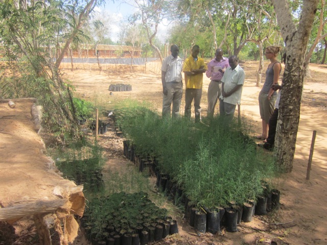 The Boga Matchuko tree nursery