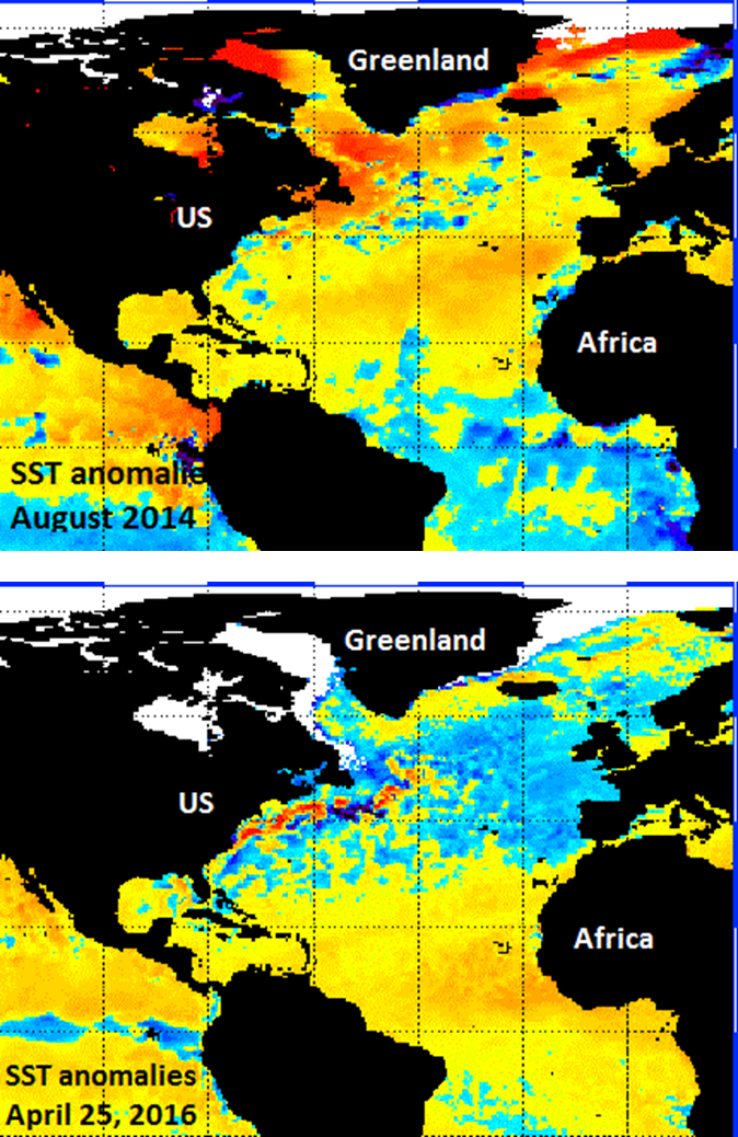 Sea surface temperature anomalies in the Atlantic Ocean: August 2014 (top), April 25, 2016 (bottom); courtesy NOAA