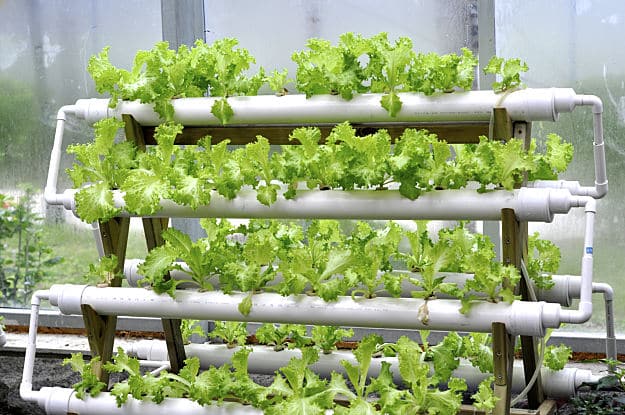 The Future Of Agriculture Hydroponic Garden Class Essex Valley