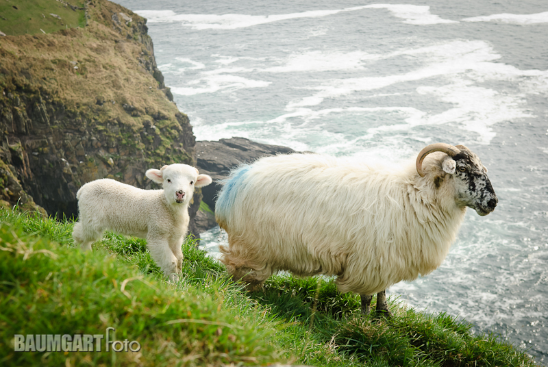 Sheep on the Dingle Peninsula