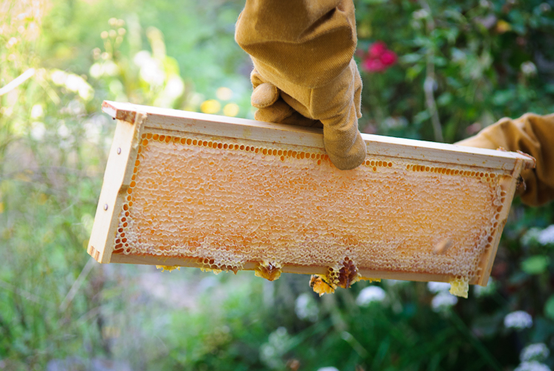 Beehive honey