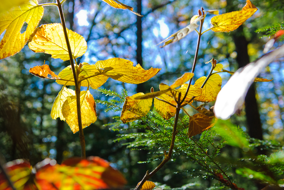 Autumn in White Mountains NH