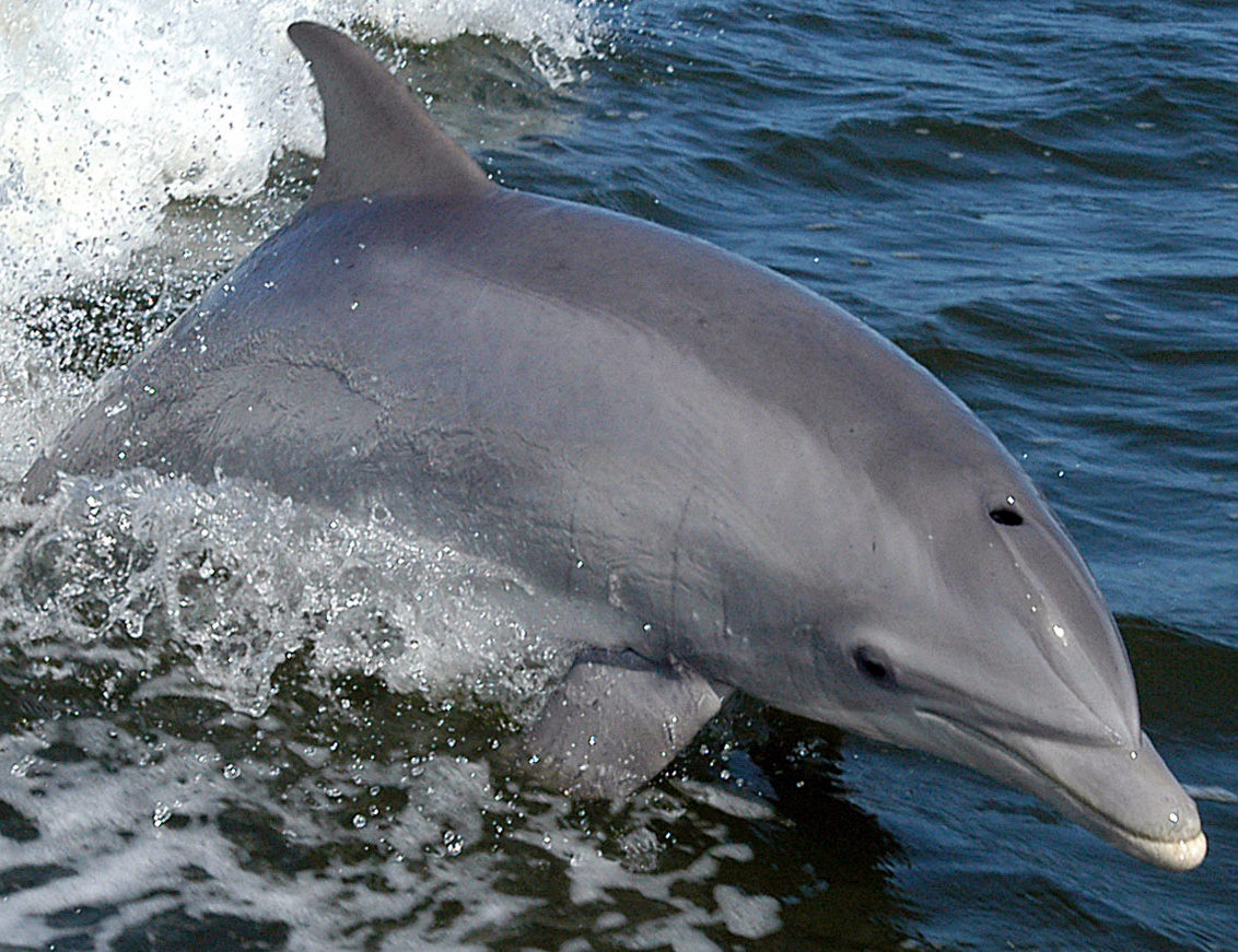 Do Dolphins Breathe Air 