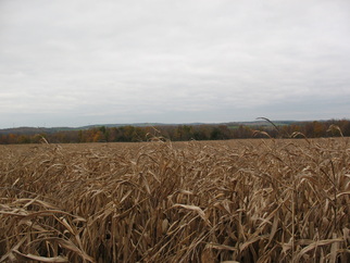 Field Image