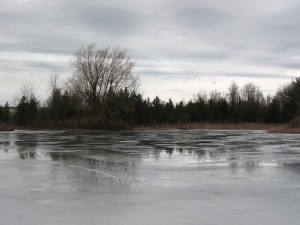 Irrigation pond icing over...