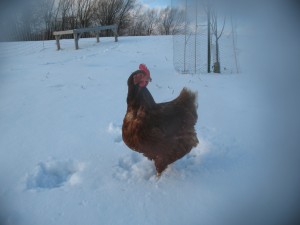 Chicken contemplating how much she *hates* snow.  Where is all that yummy grass?