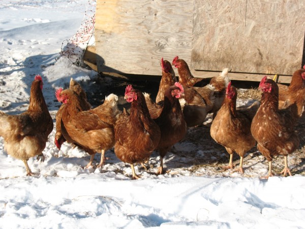 Chickens digging out from the snow (before this most recent storm)