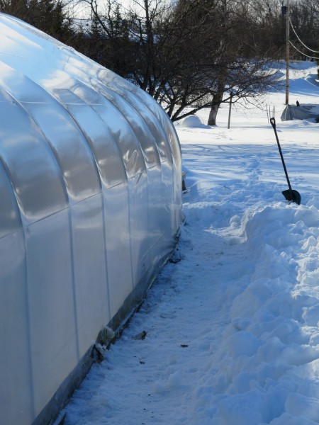 Shoveling the small greenhouse...